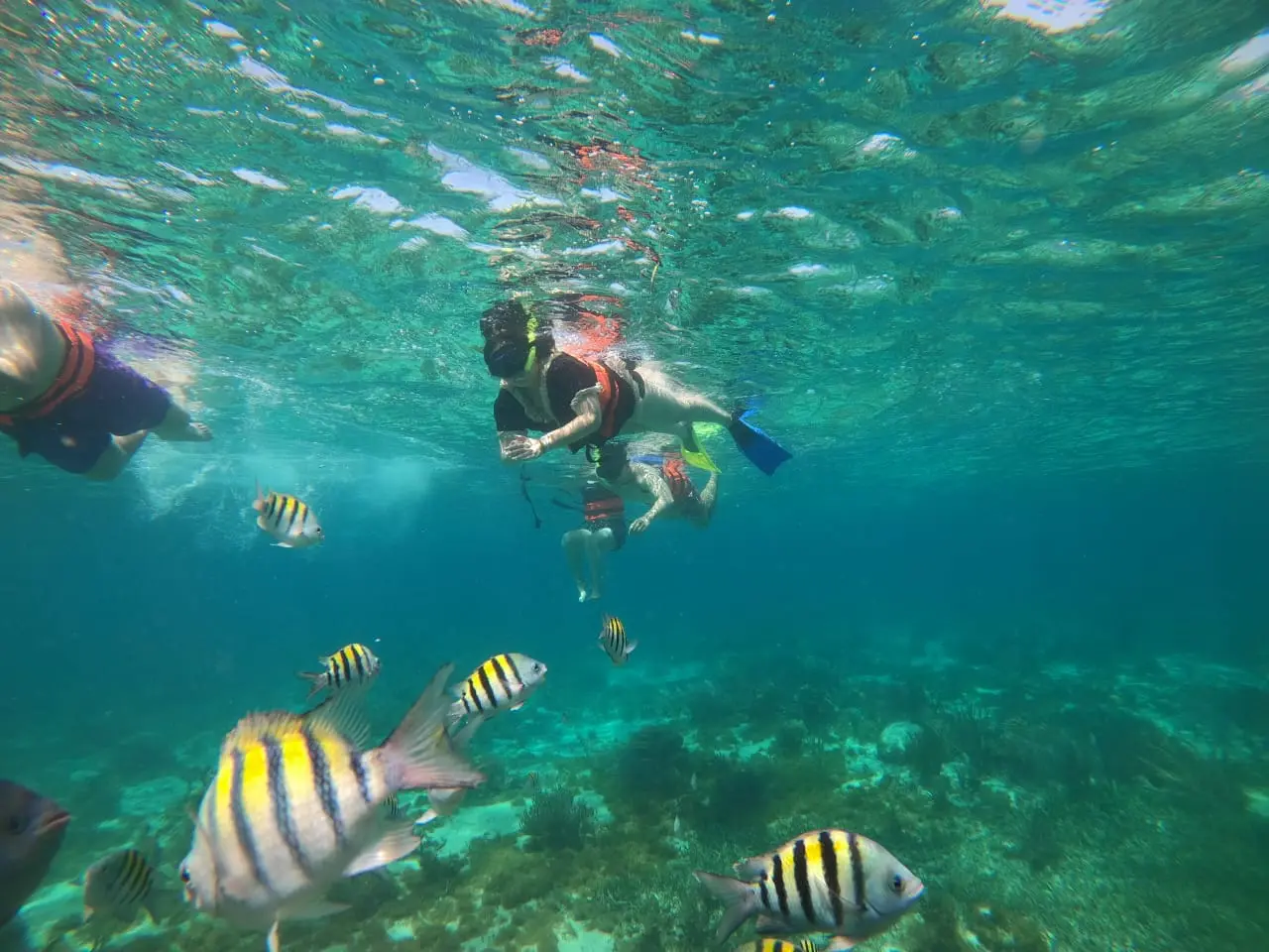 Esnórquel en el arrecife de El Farito, Isla Mujeres
